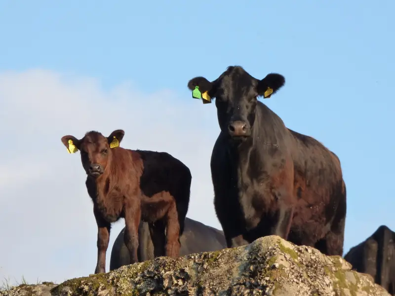 Angus cow Fiddan.no